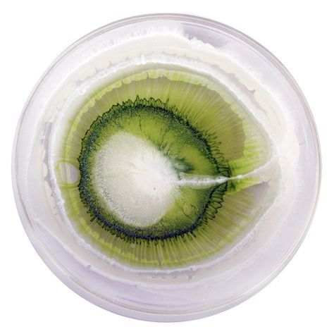 Gélules de probiotiques et prébiotique pour accompagner la flore intestinale