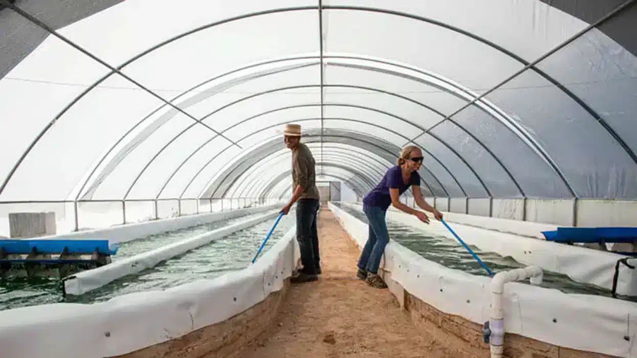 Grossiste spiruline bio : votre fournisseur français de confiance
