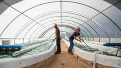 Grossiste spiruline bio : votre fournisseur français de confiance