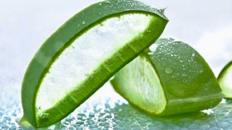 Aloe vera