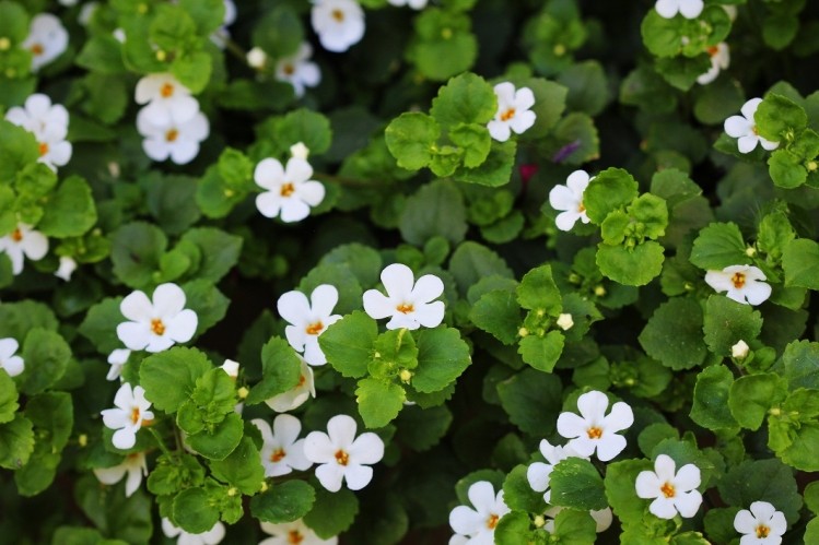 Les bienfaits du bacopa