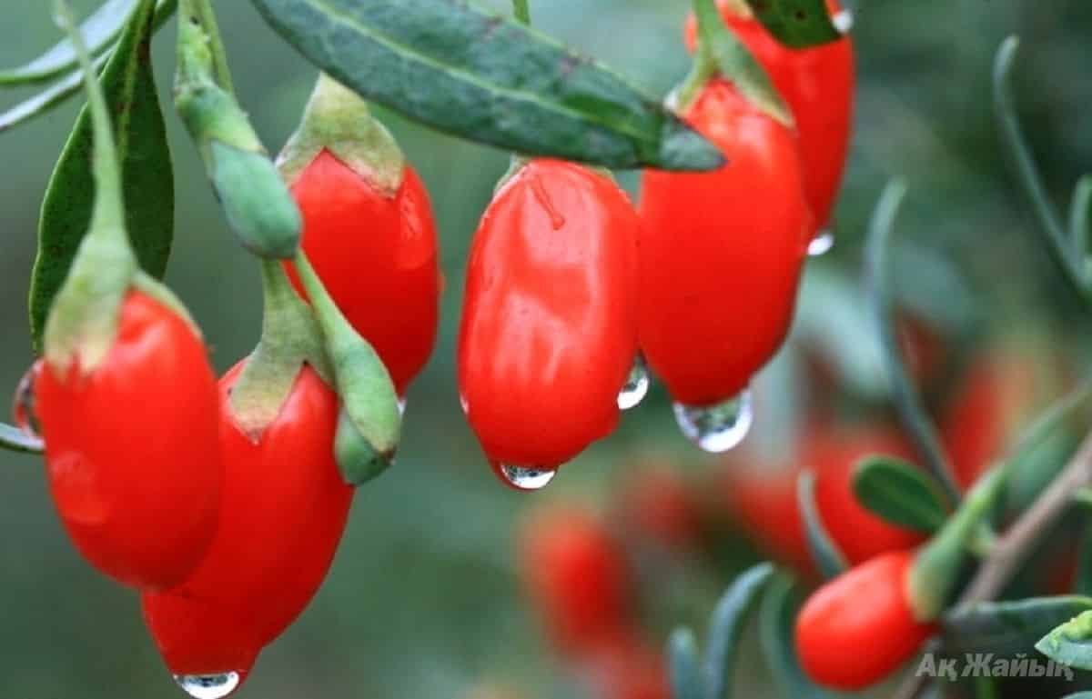 Les bienfaits de la baie de goji