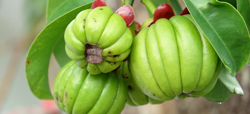 Les bienfaits du Garcinia Cambogia