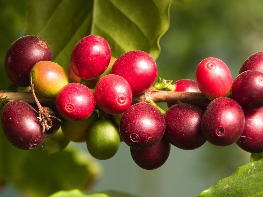 Les bienfaits du camu camu