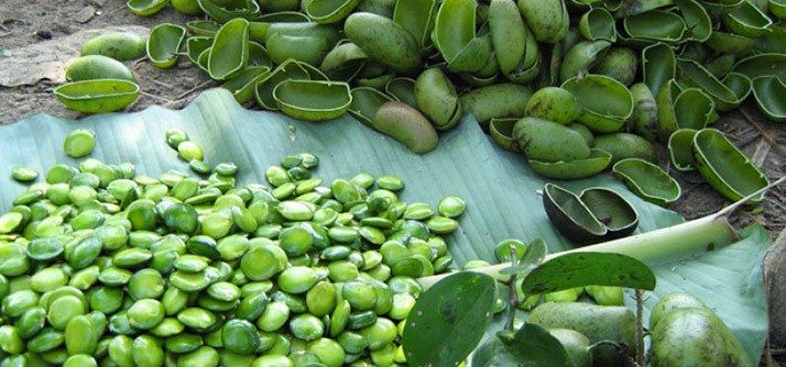 Griffonia : le guide complet