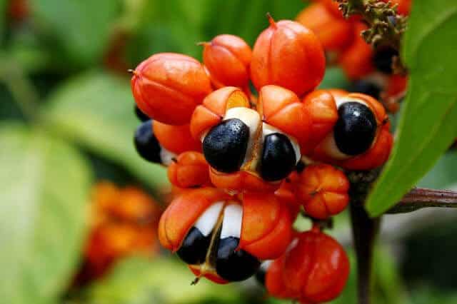 Guarana : Le guide complet