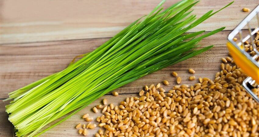 Herbe de blé : le guide complet