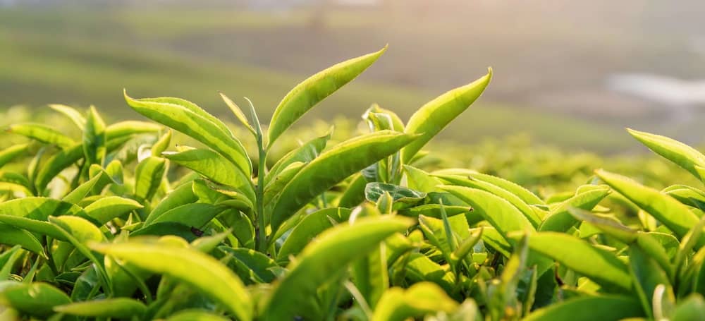 Les bienfaits de la L-théanine