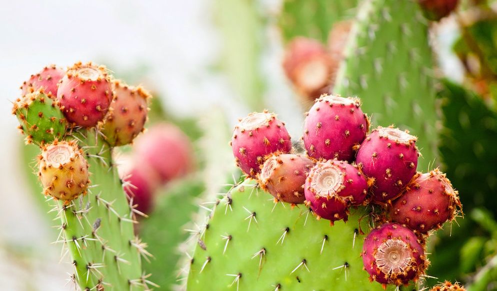 Nopal : Le guide complet