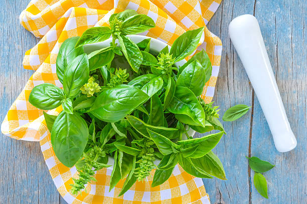 Tulsi ou Basilic Sacré : Le guide complet