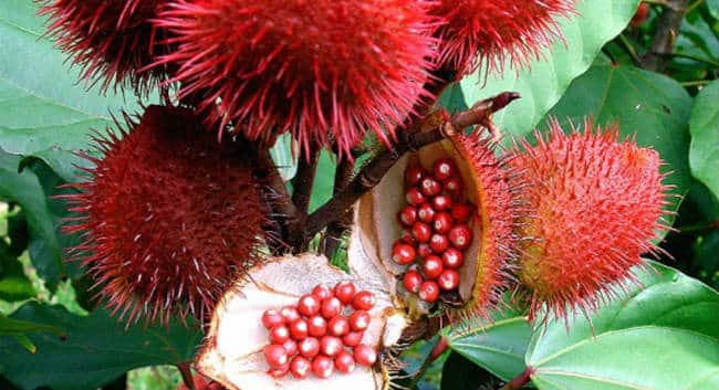 Urucum : le guide complet